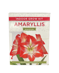 Amaryllis Minerva Indoor Grow Kit